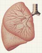 Пульмонология /
Диагностика и лечение заболеваний дыхательной системы