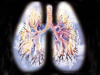 Бронхит / Пульмонология /
Диагностика и лечение заболеваний дыхательной системы